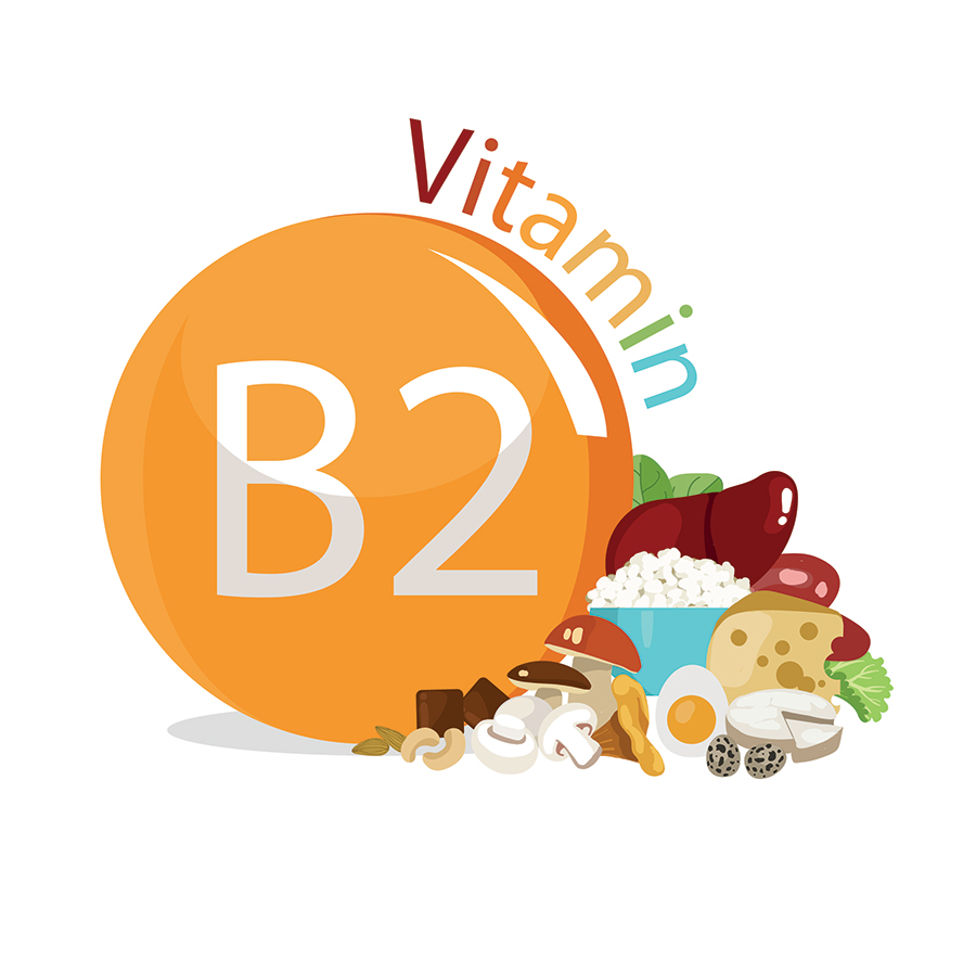 Vitamin B2 Study