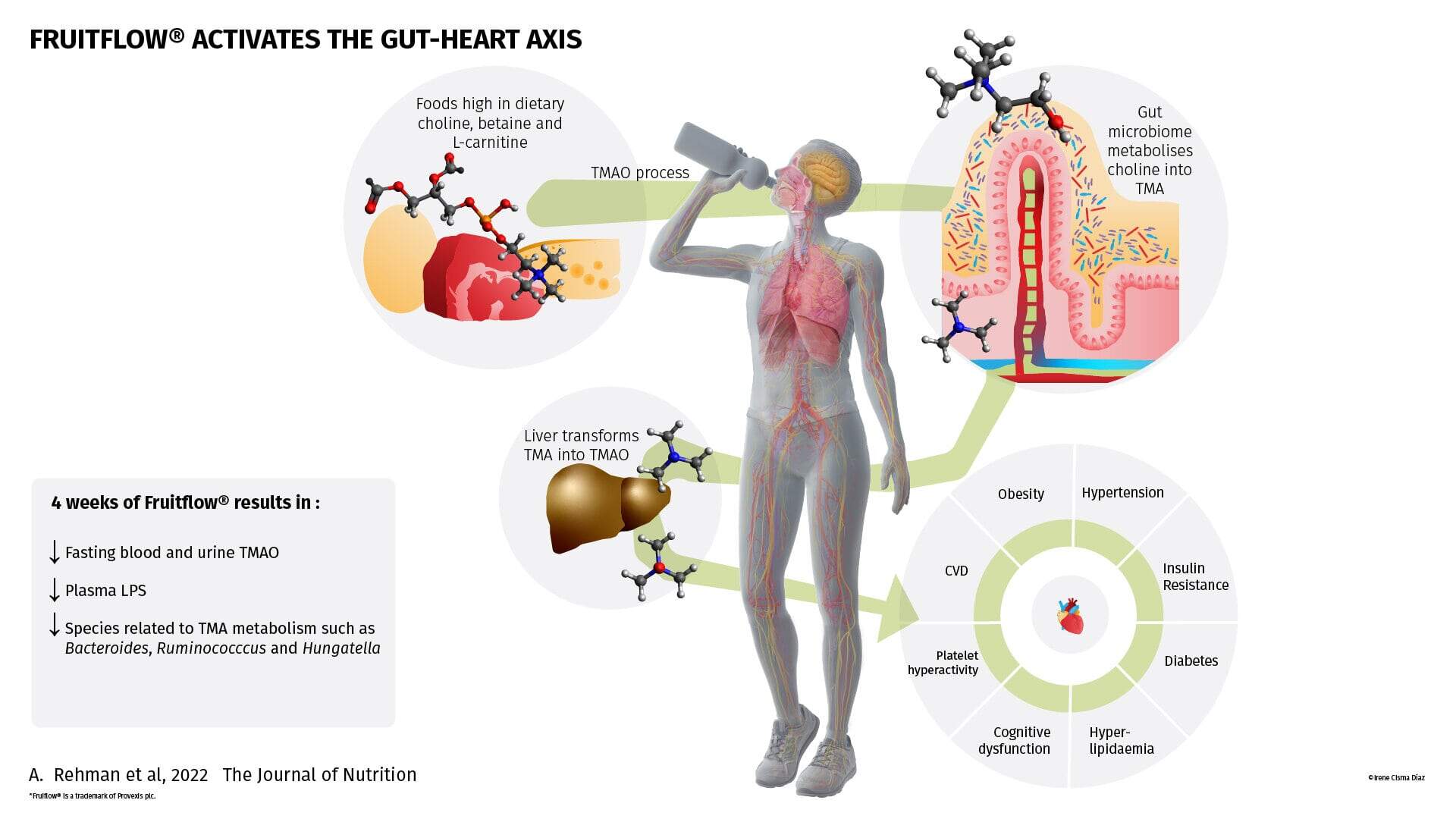 gut-heart axis research flowchart
